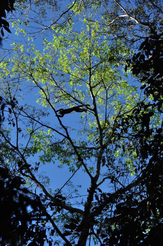Macaco salta sobre nós durante passeio de canoa na floresta alagada na Reserva do Mamirauá, região de Tefé, no Amazonas